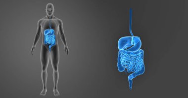 Sindirim sistemi organları ile zoom 