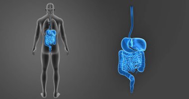 Sindirim sistemi organları ile zoom