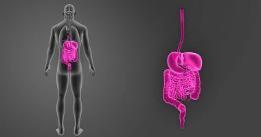 Sindirim sistemi organları ile zoom