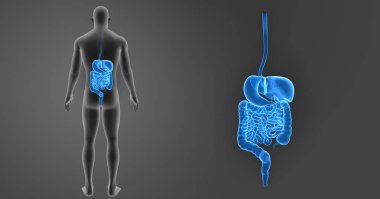 Vücut ile sindirim sistemi zoom