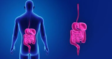 Vücut ile sindirim sistemi zoom