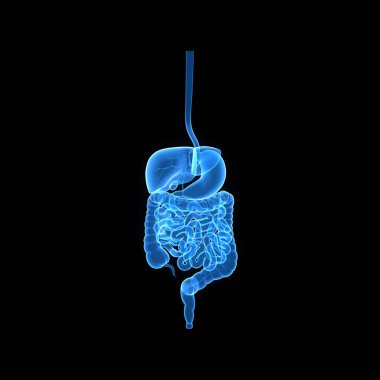 Sindirim sistemi ön görünüm