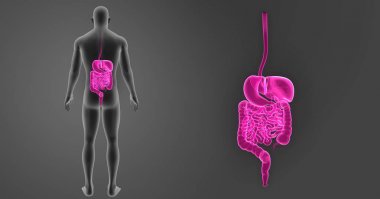 Vücut ile sindirim sistemi zoom