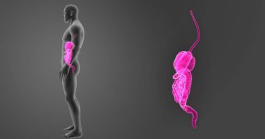 Vücut ile sindirim sistemi zoom