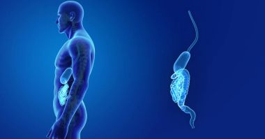 İskelet ile sindirim sistemi zoom