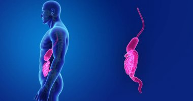 İskelet ile sindirim sistemi zoom