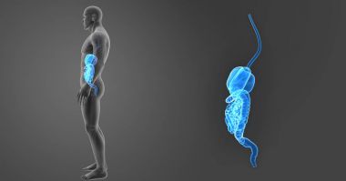 İskelet ile sindirim sistemi zoom