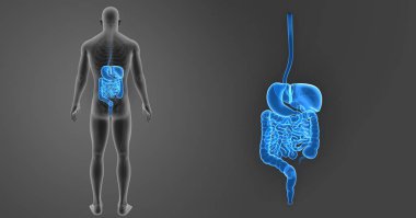 Sindirim sistemi zoom ile iskelet arka görünüm