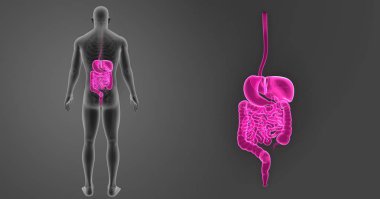 Sindirim sistemi zoom ile iskelet arka görünüm