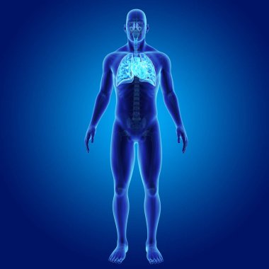 Akciğer ve kalp ile iskelet 