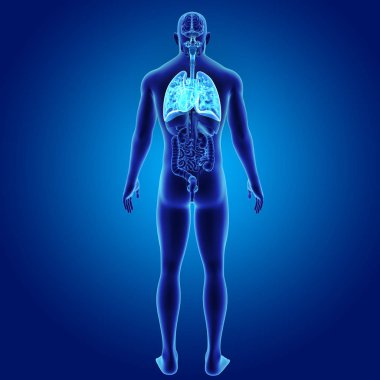 Akciğer ve kalp organları ile