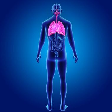 Akciğer ve kalp organları ile