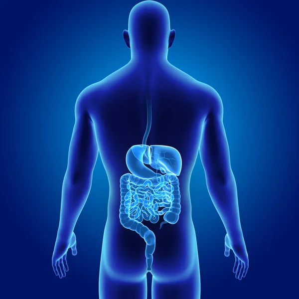 Sistema digestivo con cuerpo — Foto de Stock