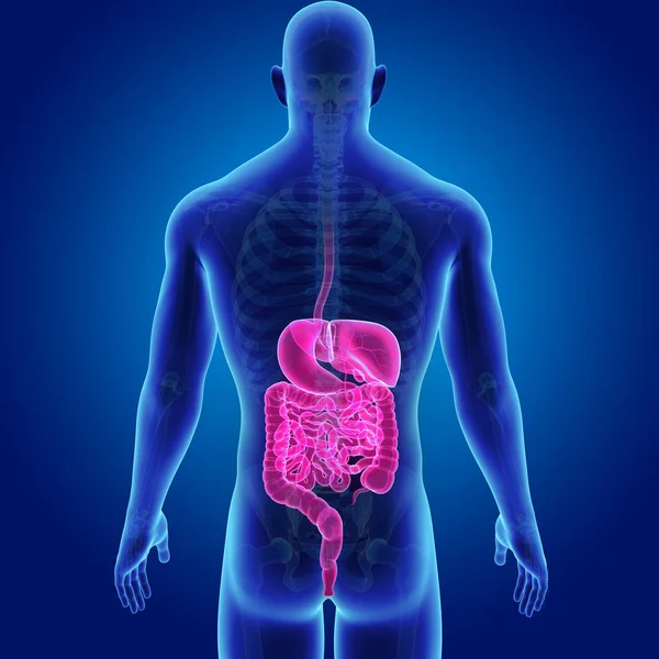 Digestive system with skeleton — Stock Photo, Image