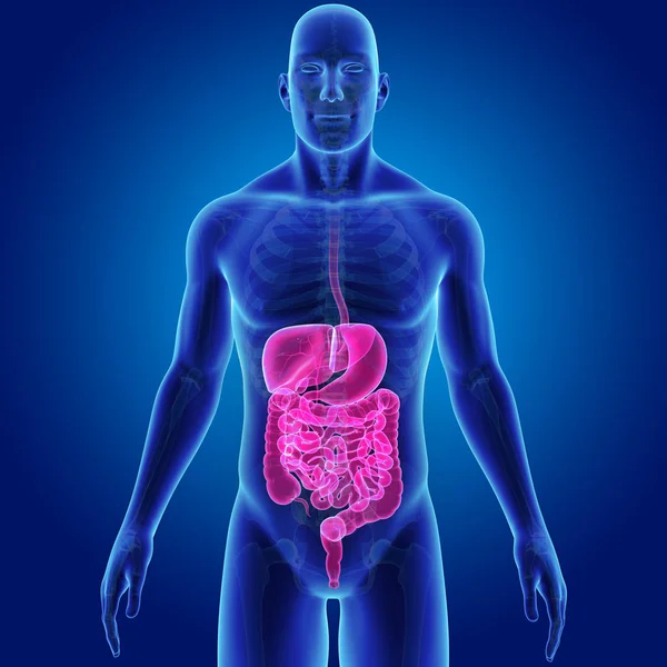 Sistema digestivo com esqueleto — Fotografia de Stock