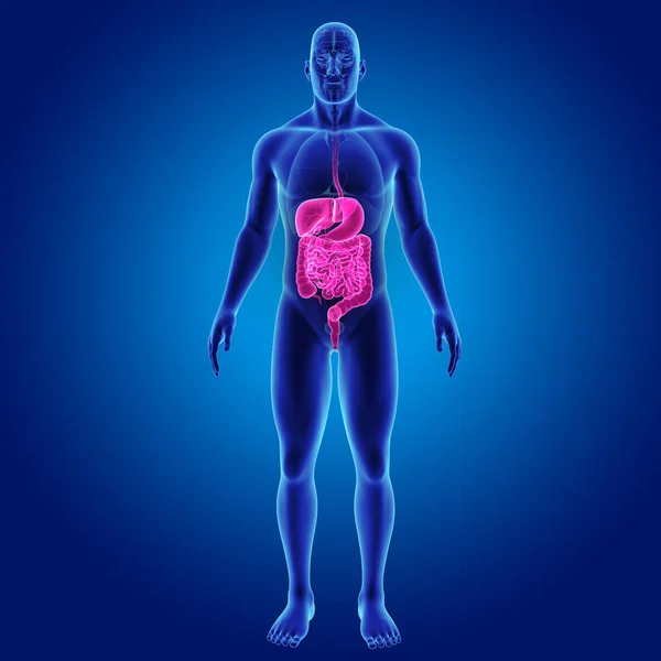 Пищеварительная система с органами — стоковое фото