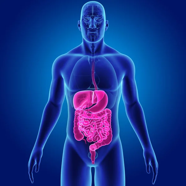 Sistema digestivo con órganos —  Fotos de Stock