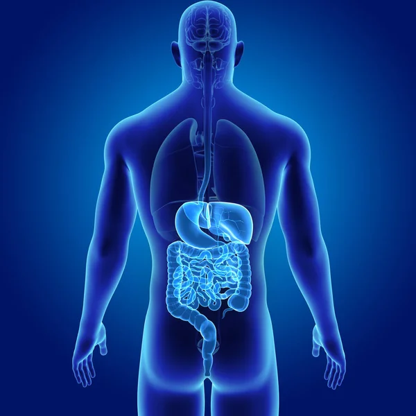 Sistema digestivo con órganos — Foto de Stock