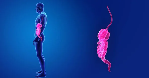 Digestive system zoom met organen — Stockfoto