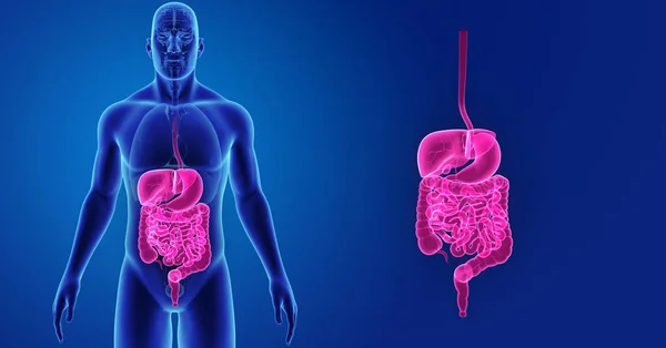 Verdauungssystem mit Organen vergrößern — Stockfoto