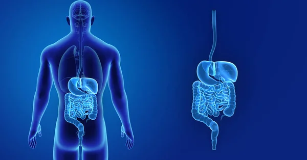 Zoom del sistema digestivo con órganos —  Fotos de Stock