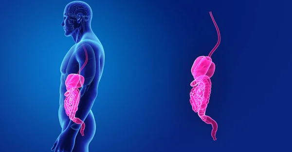 Zoom del sistema digestivo con órganos —  Fotos de Stock