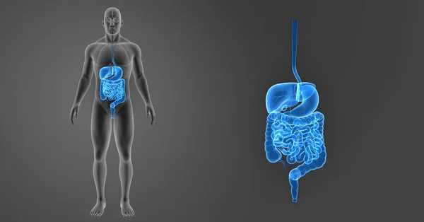 Zoom del sistema digestivo con órganos — Foto de Stock