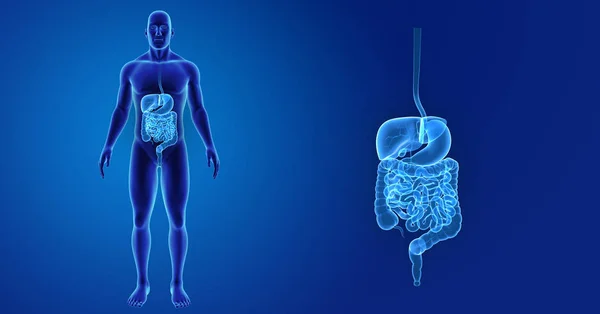 Zoom del sistema digestivo con cuerpo —  Fotos de Stock