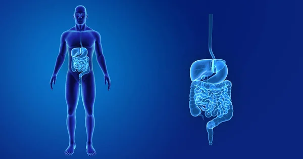 Zoom del sistema digestivo con cuerpo — Foto de Stock