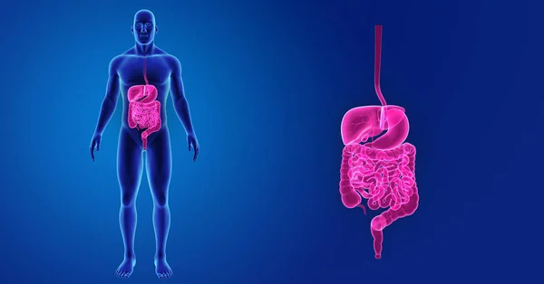 Système digestif zoom avec corps — Photo