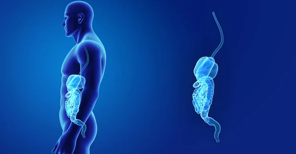 Zoom del sistema digestivo con cuerpo —  Fotos de Stock