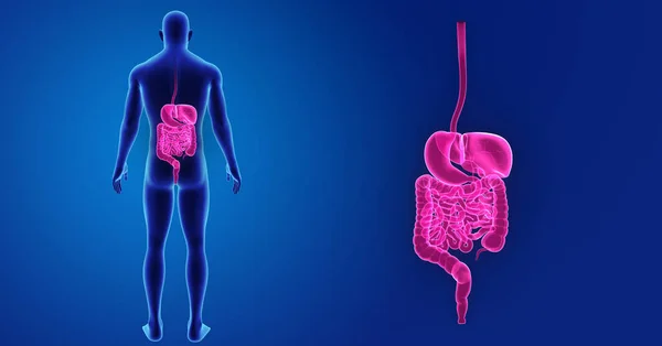 Digestive system zoom met lichaam — Stockfoto