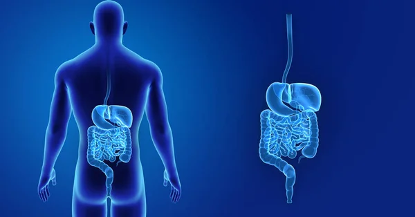 Zoom del sistema digestivo con cuerpo — Foto de Stock