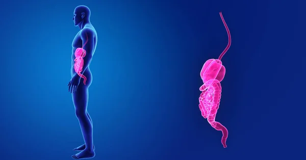 Digestive system zoom met lichaam — Stockfoto