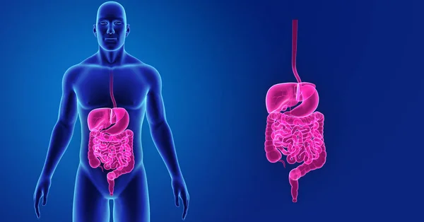 Zoom del sistema digestivo con cuerpo —  Fotos de Stock