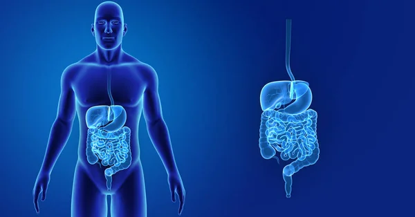 Zoom del sistema digestivo con cuerpo — Foto de Stock