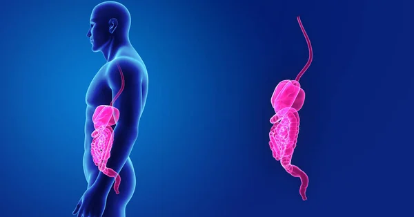 Zoom del sistema digestivo con cuerpo — Foto de Stock