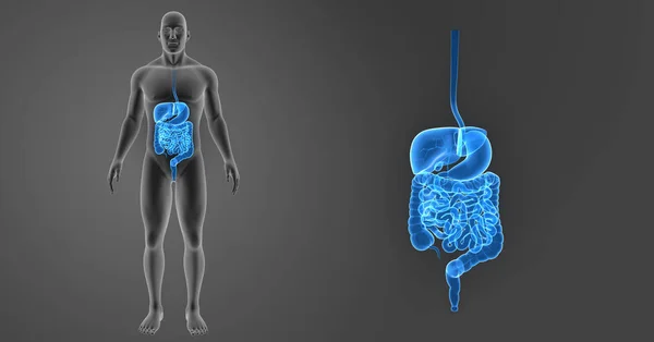Zoom del sistema digestivo con il corpo — Foto Stock