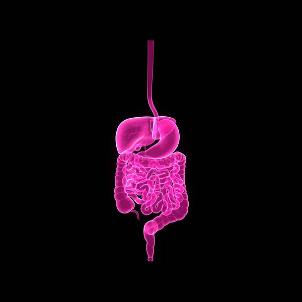 Vista anterior del sistema digestivo — Foto de Stock