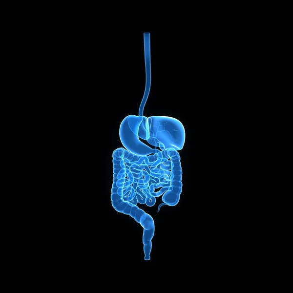 Vista posterior del sistema digestivo —  Fotos de Stock
