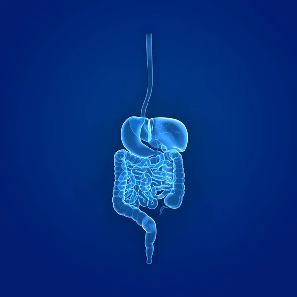 Digestive system posterior view — Stock Photo, Image