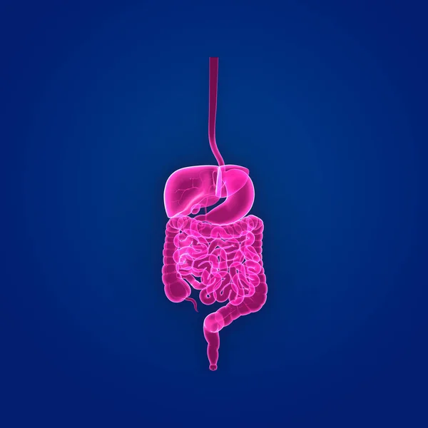 Vista anterior del sistema digestivo —  Fotos de Stock