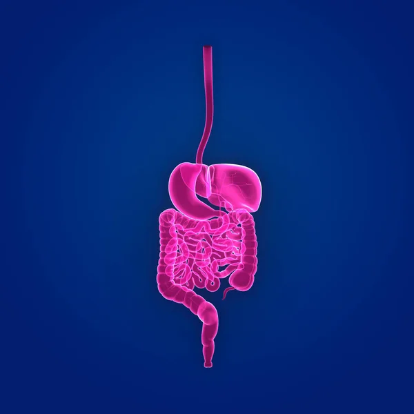 Sistema digestivo vista posterior — Fotografia de Stock