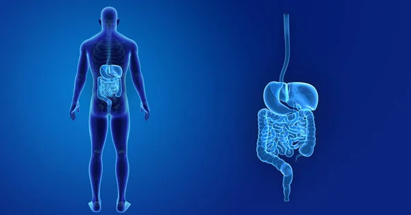 Zoom do sistema digestivo com esqueleto — Fotografia de Stock
