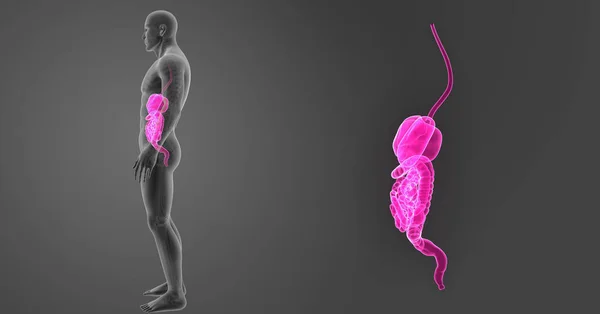 Zoom del sistema digestivo con esqueleto — Foto de Stock
