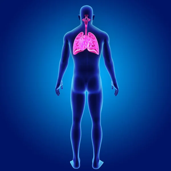 Lunge und Herz mit Körper — Stockfoto
