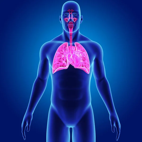 Lungs and Heart with body — Stock Photo, Image