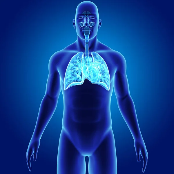 Pulmones y corazón con cuerpo — Foto de Stock