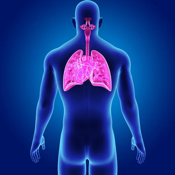 Lungs and Heart with body — Stock Photo, Image