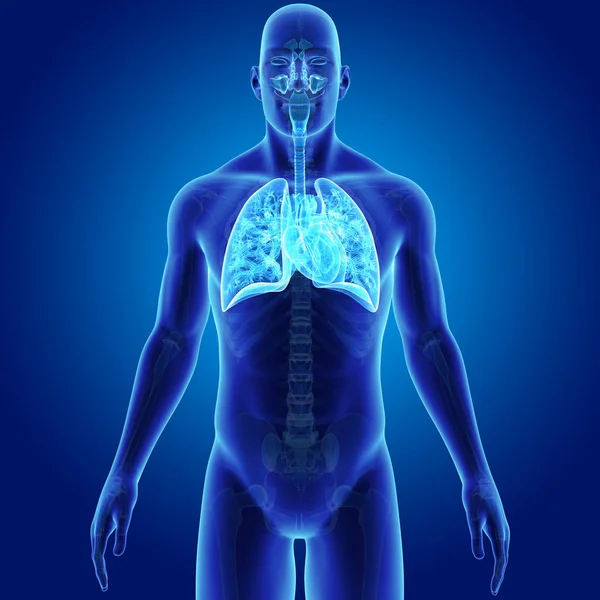 Pulmones y corazón con esqueleto —  Fotos de Stock